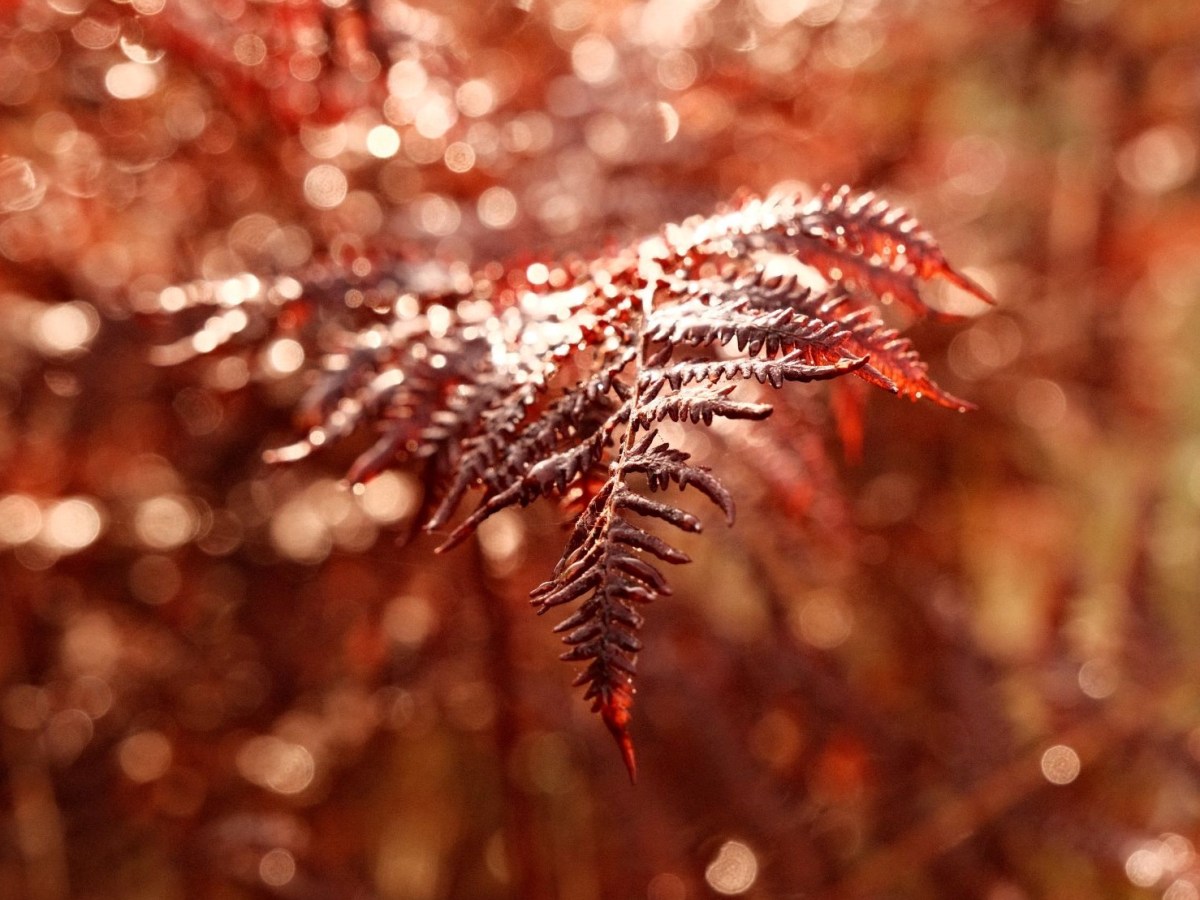 Ruby Tuesday, a Rusty Chrome&nbsp;Recipe