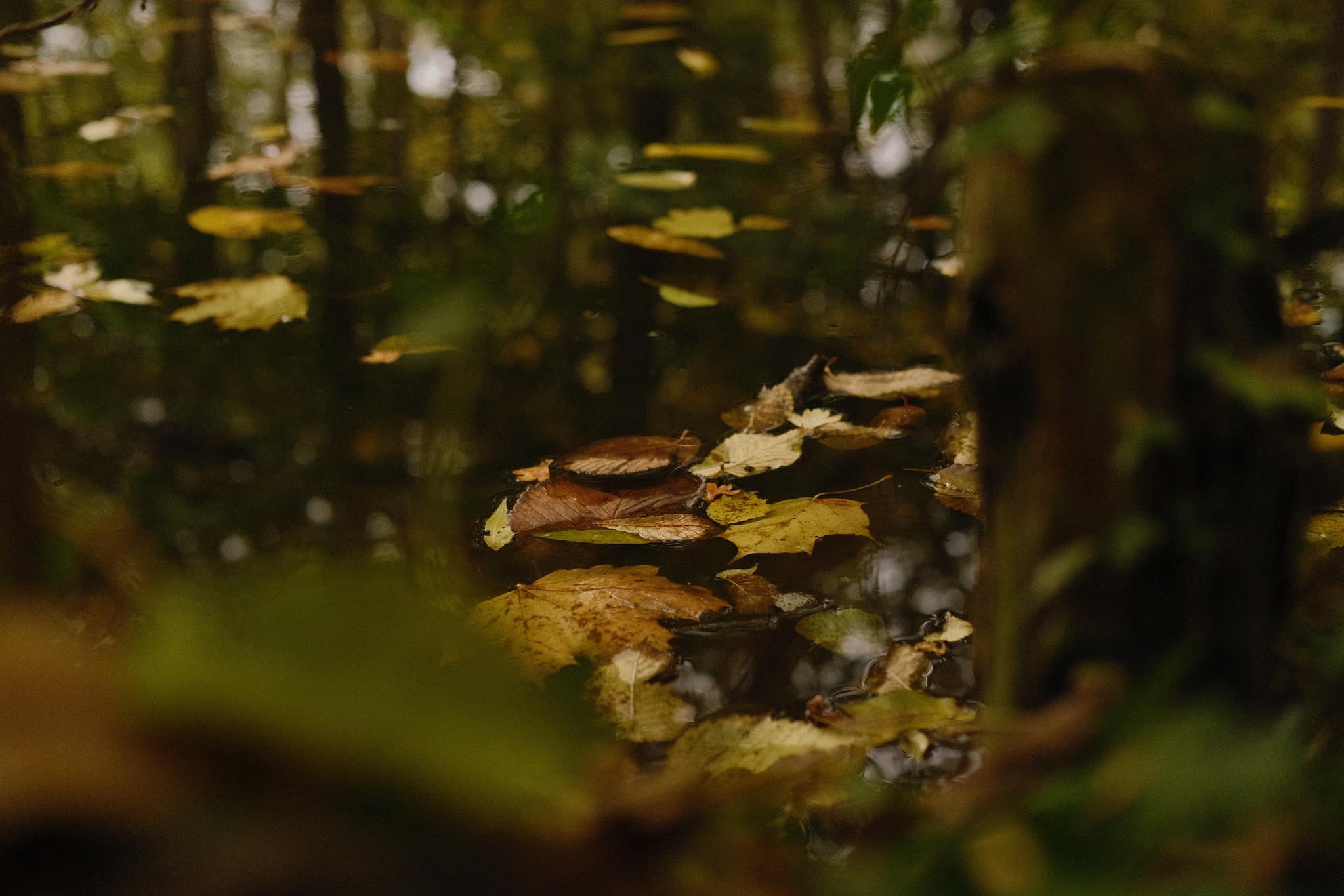 Astia Mellow film recipe photo by Sabrina Magnusson