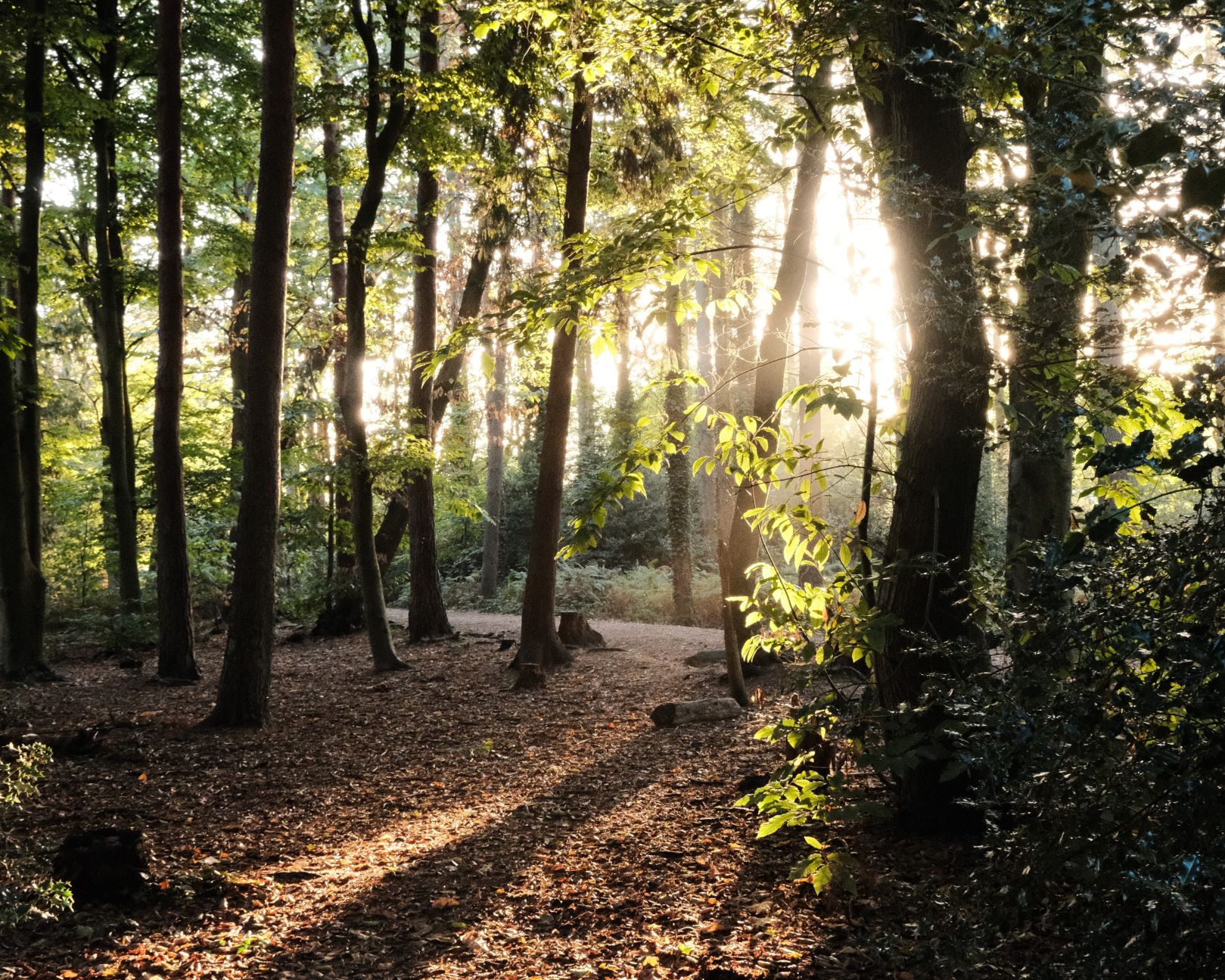 Shinrin Yoku, Forest Mindfulness Recipe