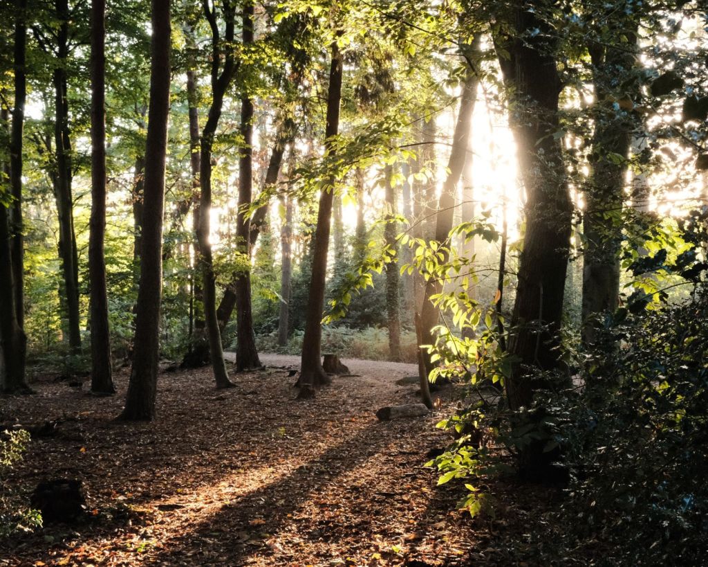 Shinrin Yoku, Forest Mindfulness&nbsp;Recipe