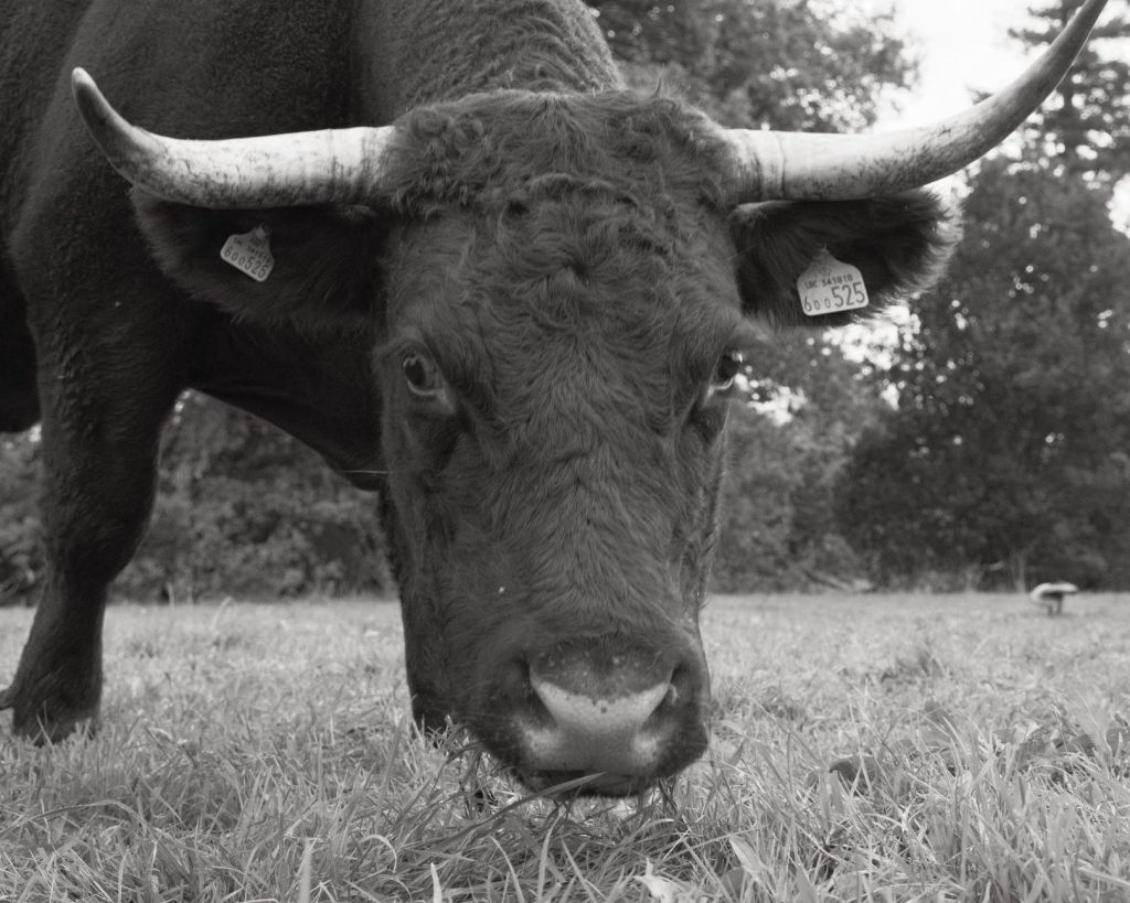 Soft Acros, a Cinematic Mono&nbsp;Recipe