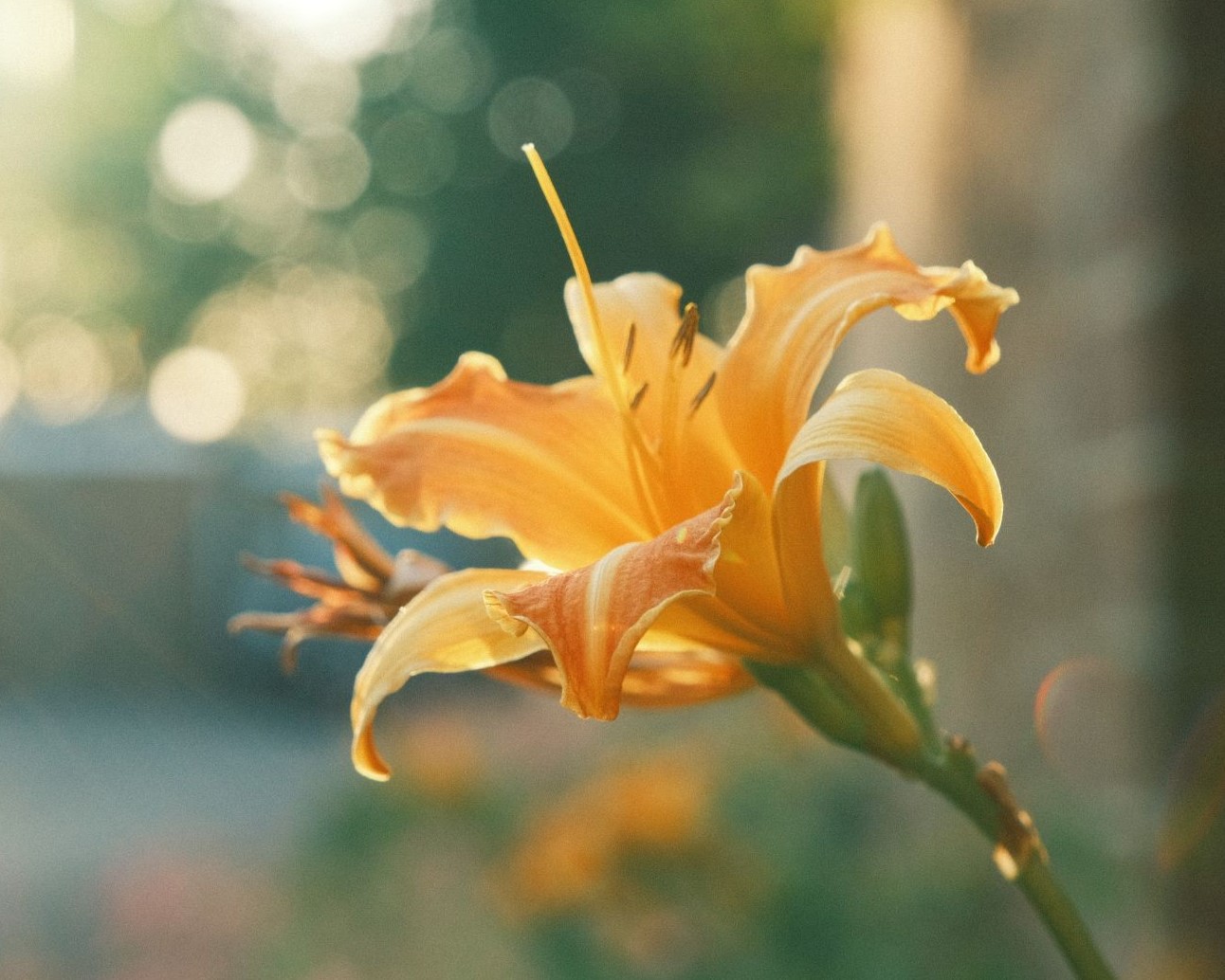 Tropicana, a Vibrant and Zesty Classic Neg