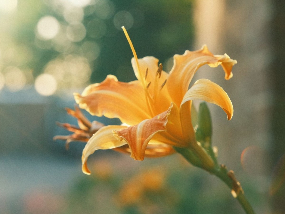 Tropicana, a Vibrant and Zesty Classic&nbsp;Neg