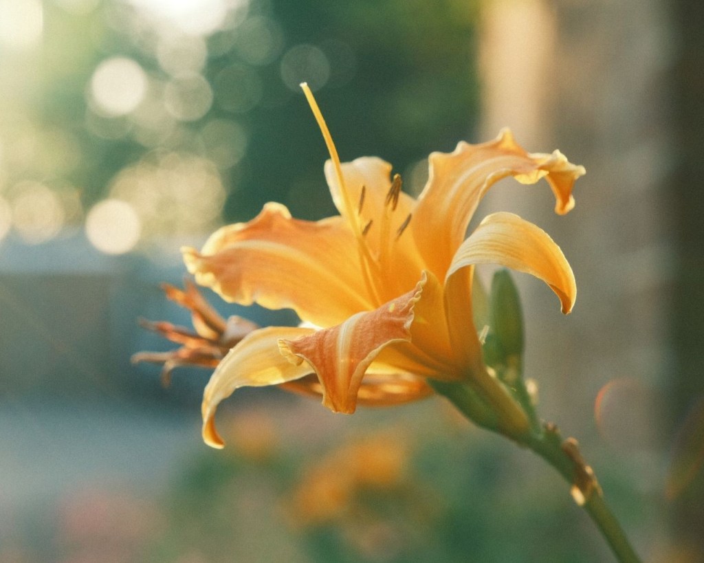 Tropicana, a Vibrant and Zesty Classic&nbsp;Neg