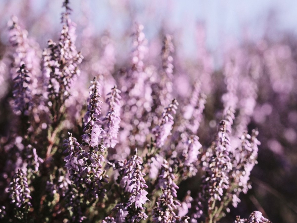 Ultraviolet, for a Pretty Purple&nbsp;Mood