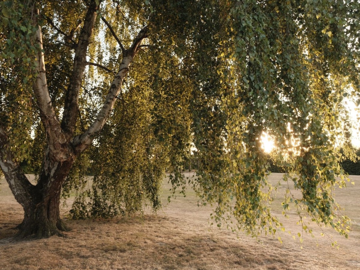 Whakamuri, for Retro Golden Tone&nbsp;Images