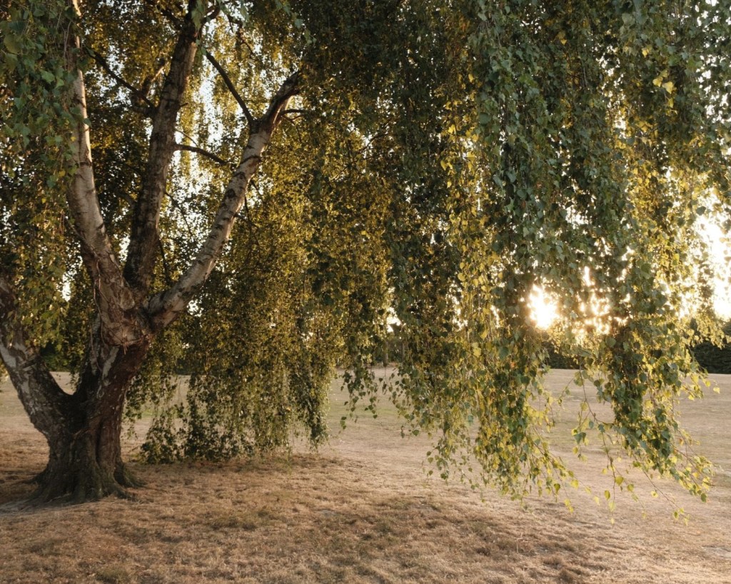 Whakamuri, for Retro Golden Tone&nbsp;Images