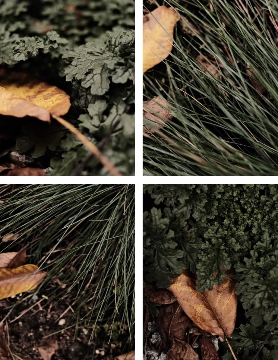 Autumn Vibe film recipe sample photo