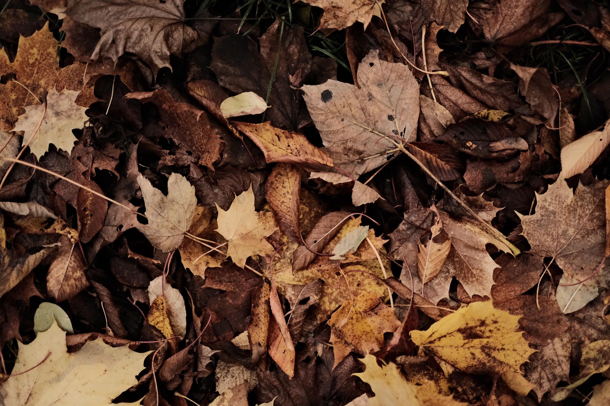 Autumn Vibe film recipe sample photo