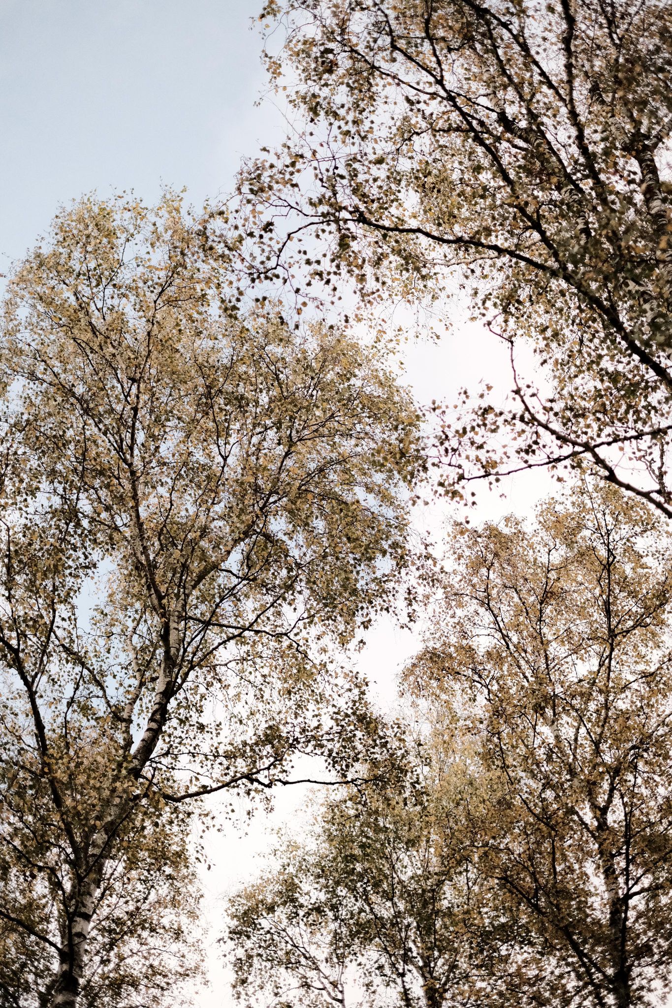 Autumn Vibe film recipe sample photo