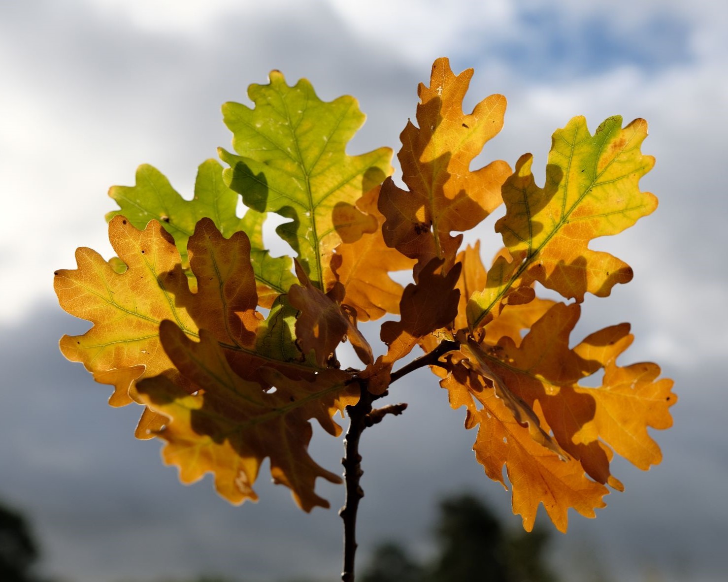 Au Naturel, Simply Clean and Crisp