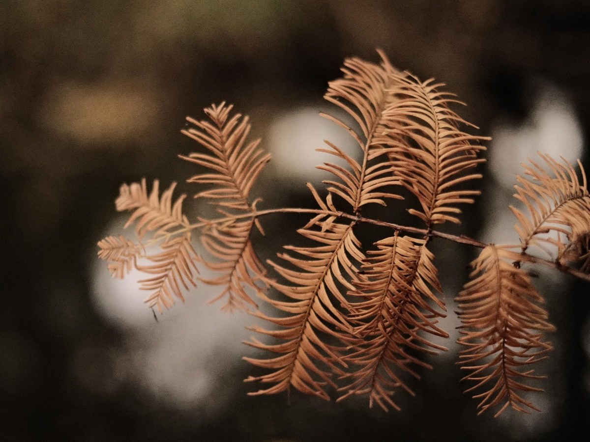 Autumn Vibe, Capture the Efterårsstemning