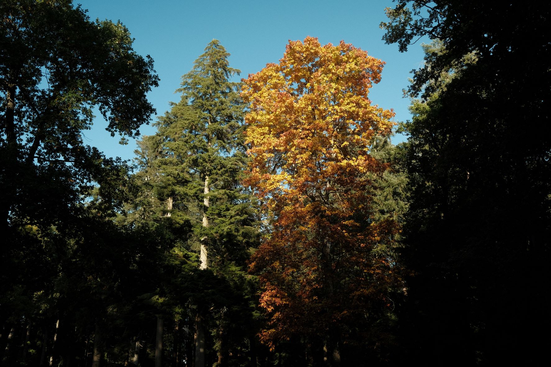 Vintage Kodachrome film recipe sample photo