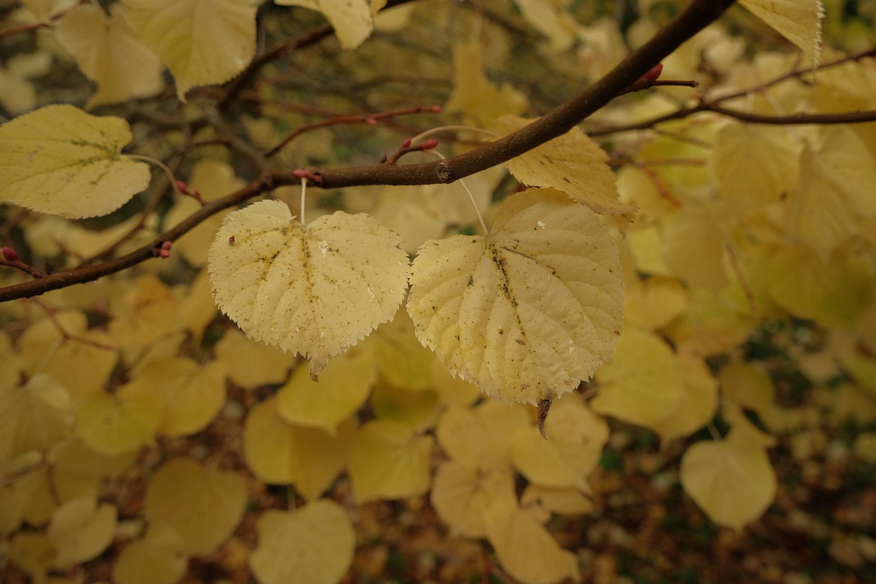 Vintage Kodachrome film recipe sample photo