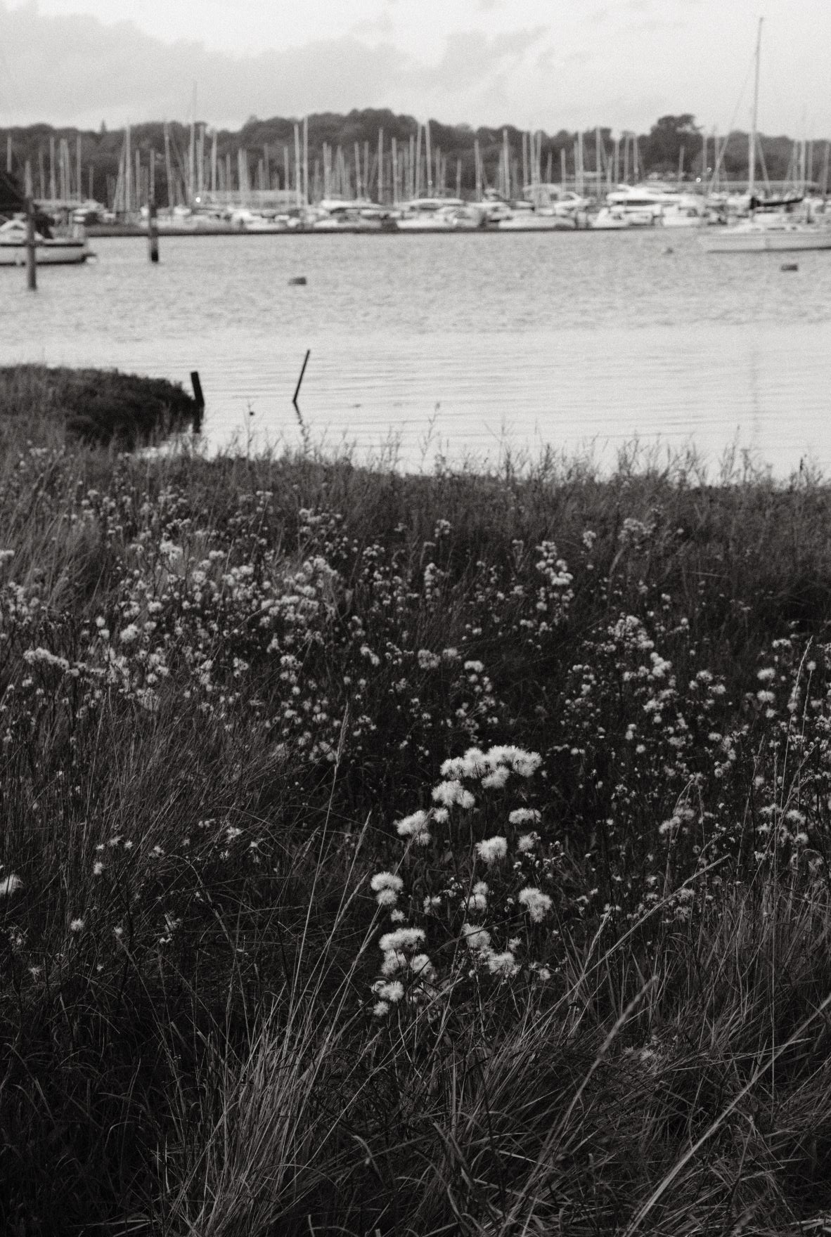 Black Friday film recipe sample photo