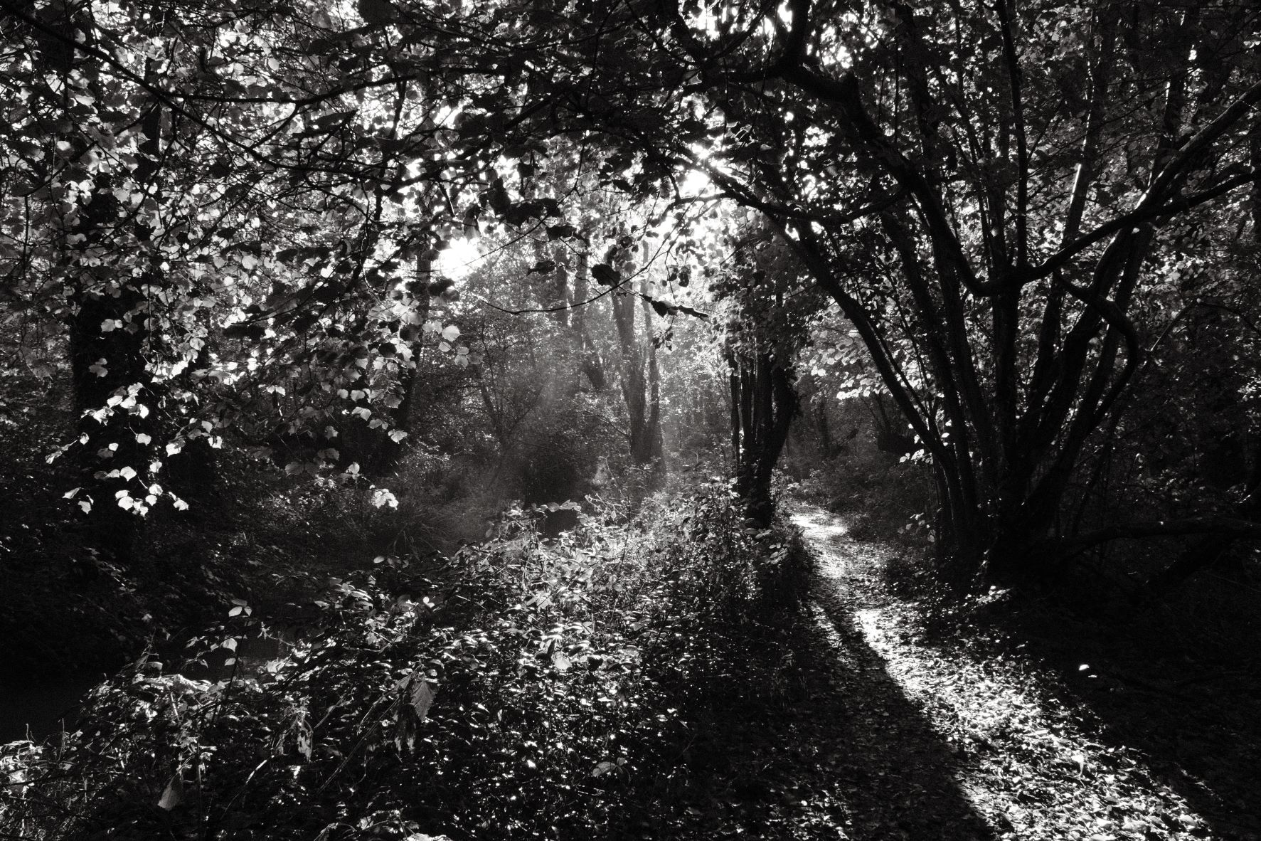 Black Friday film recipe sample photo