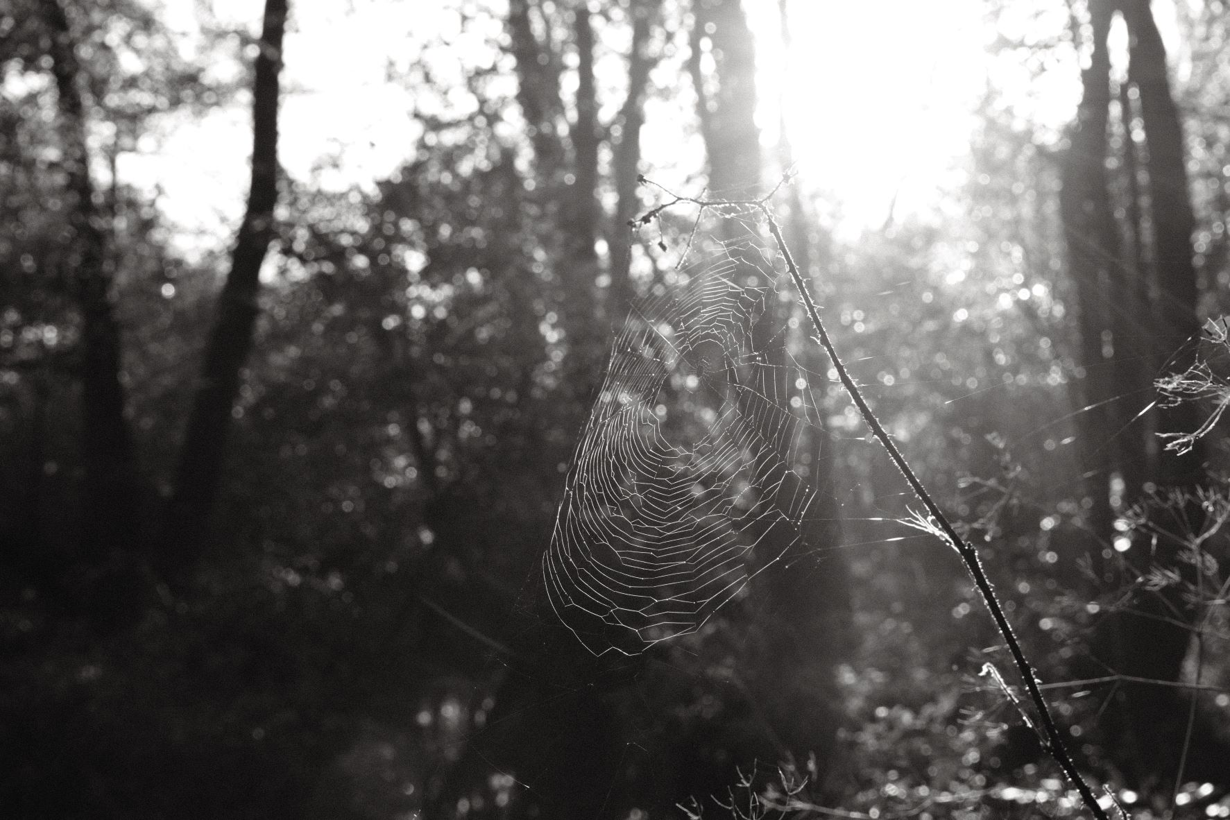 Black Friday film recipe sample photo