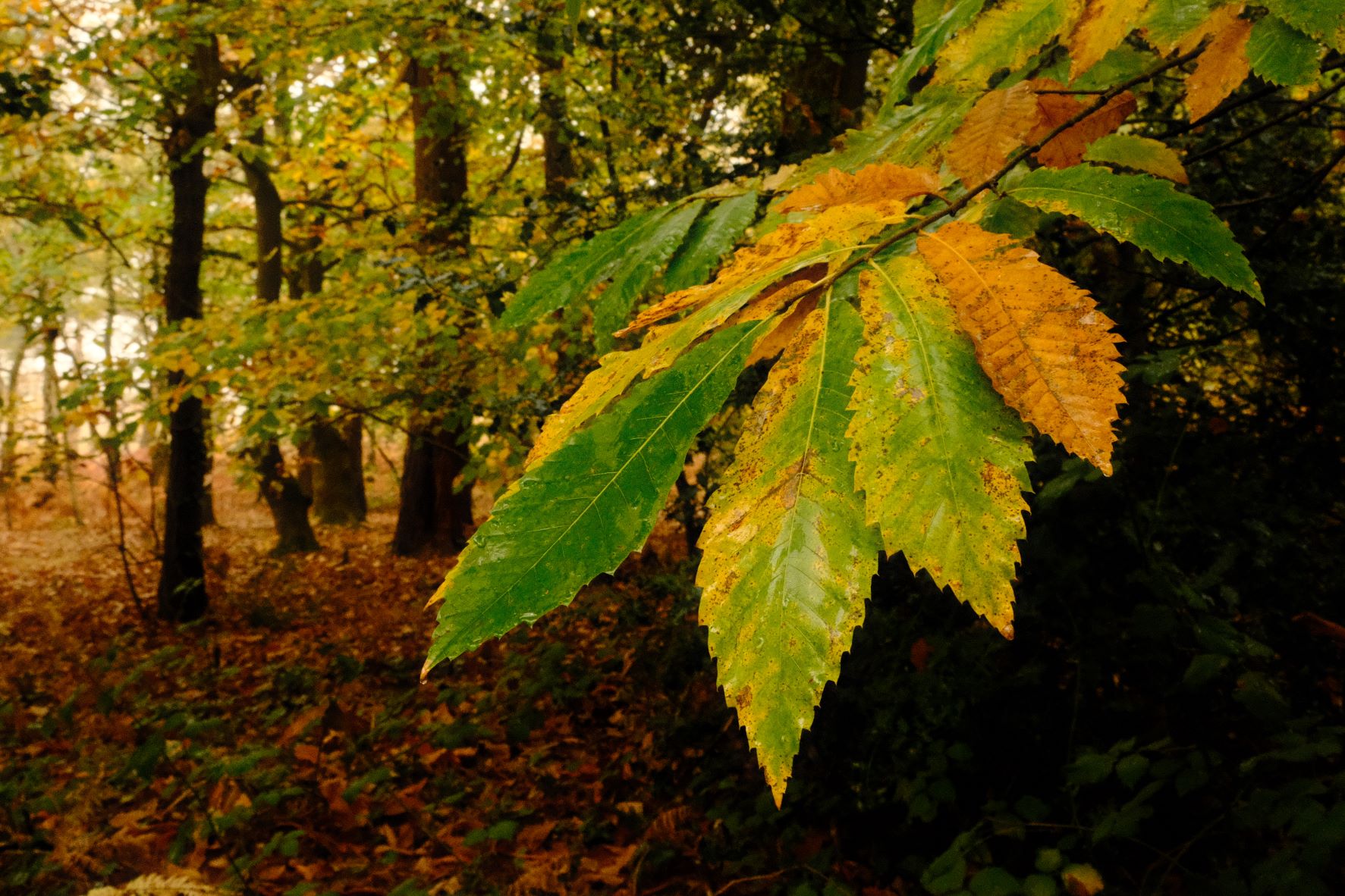 Velvia Dream film recipe sample photo