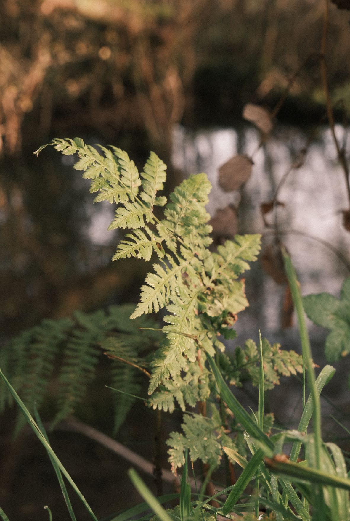 Mother Superia film recipe sample photo
