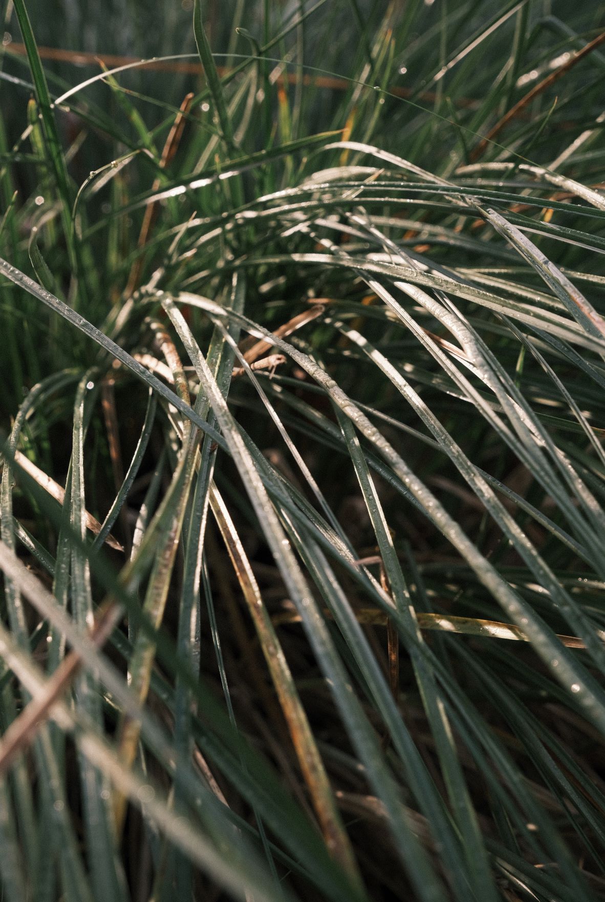 Mother Superia film recipe sample photo