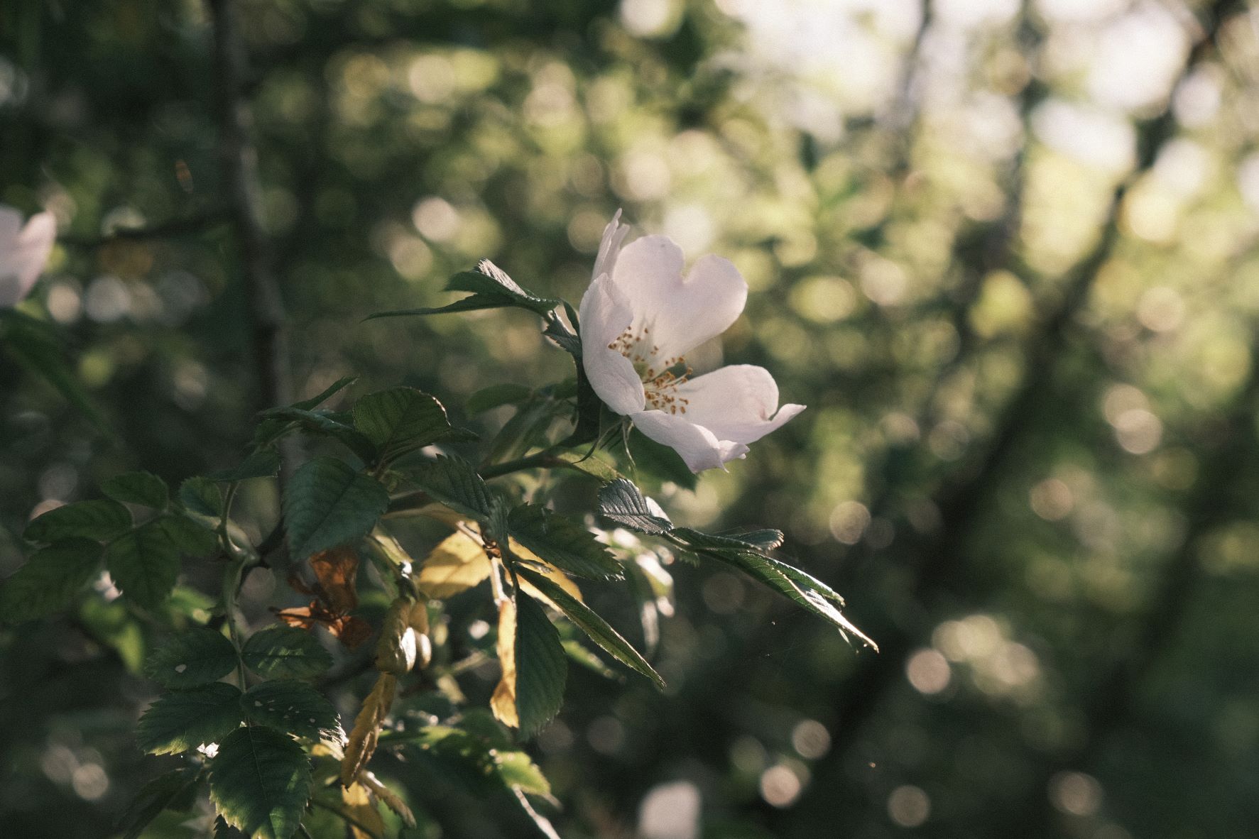 Mother Superia film recipe sample photo