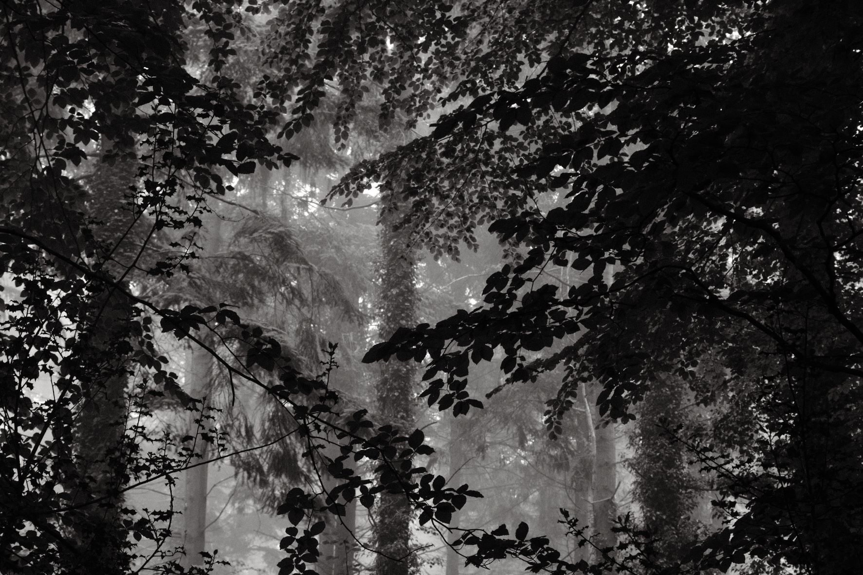 Black Friday film recipe sample photo