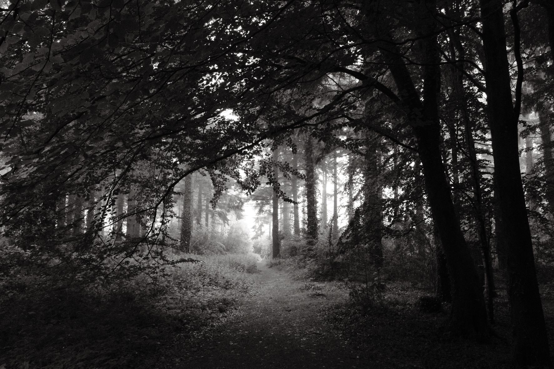 Black Friday film recipe sample photo