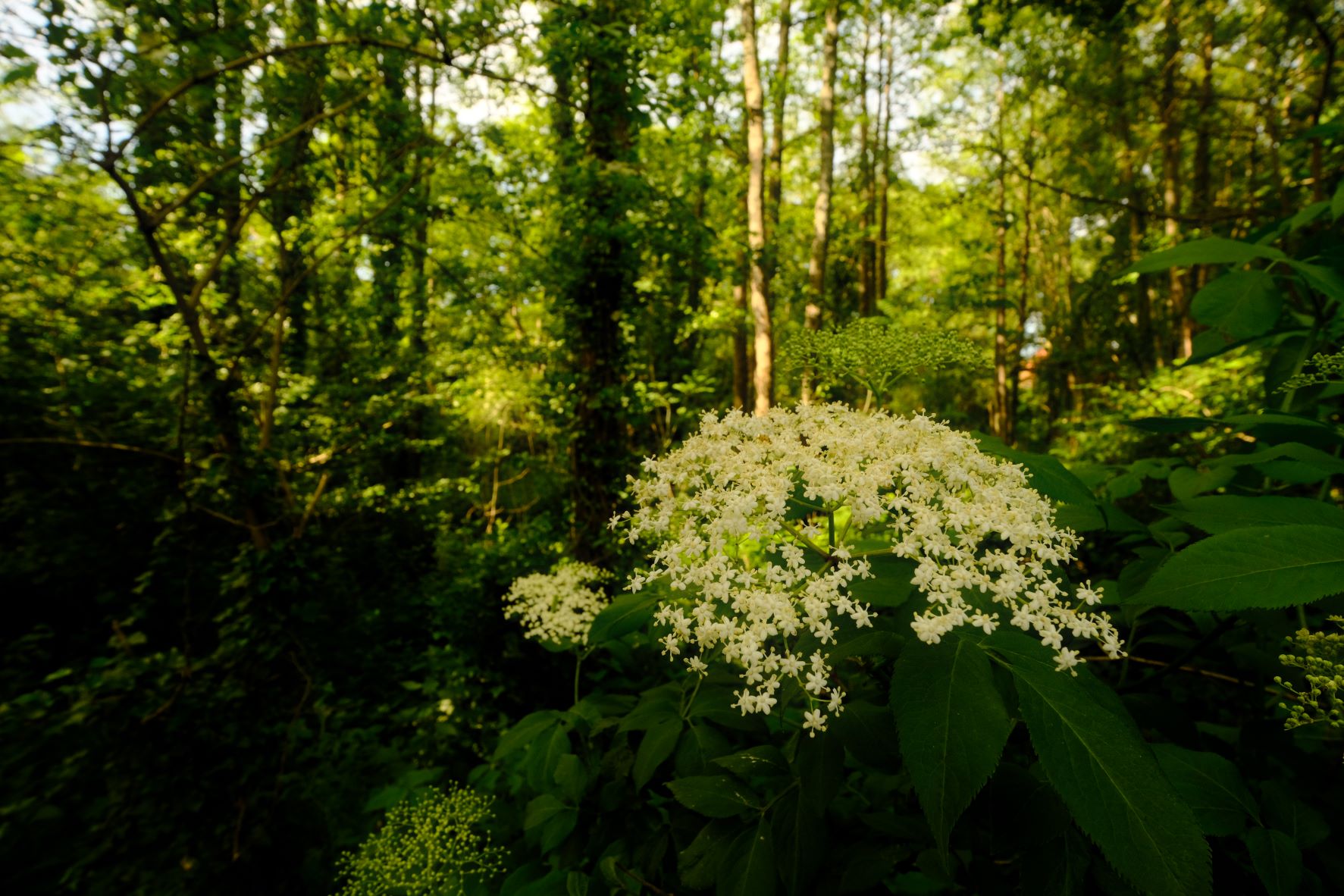 Velvia Dream film recipe sample photo