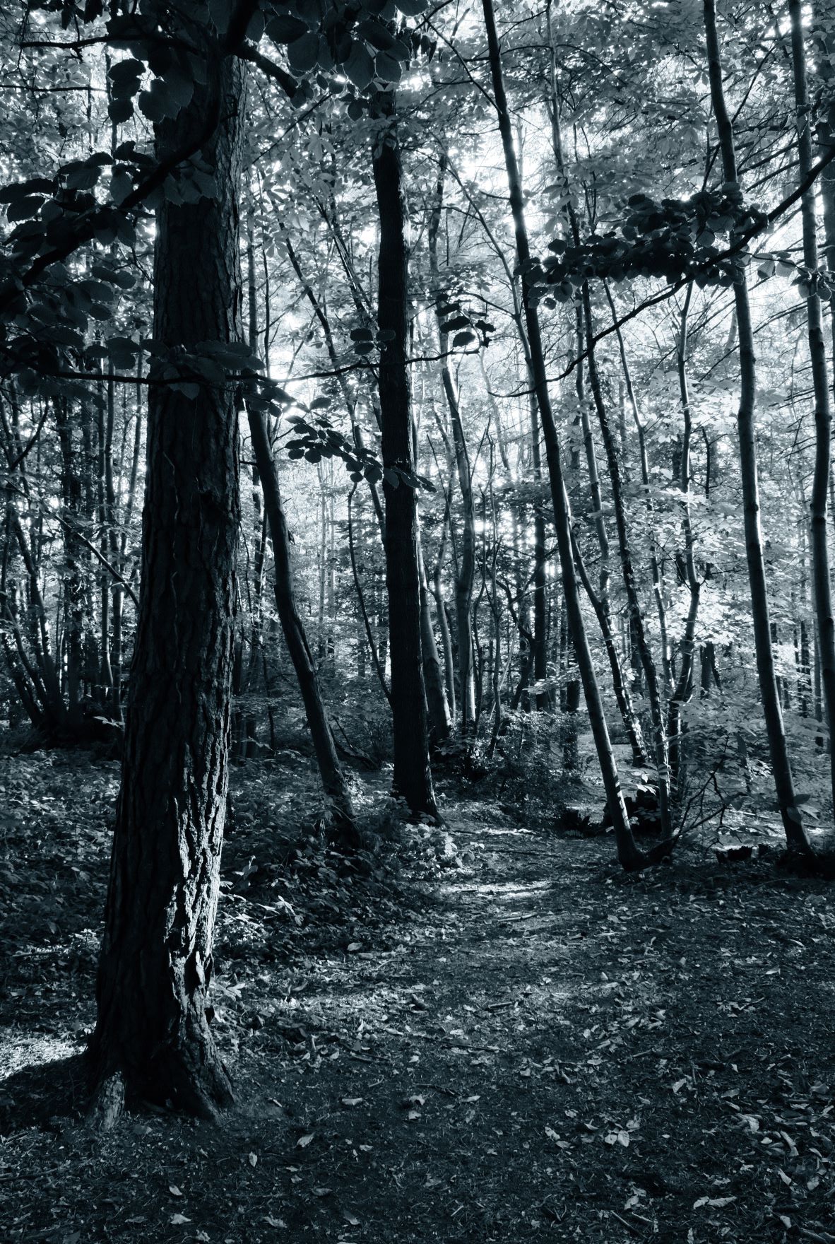 Mono Moonlight film recipe sample photo