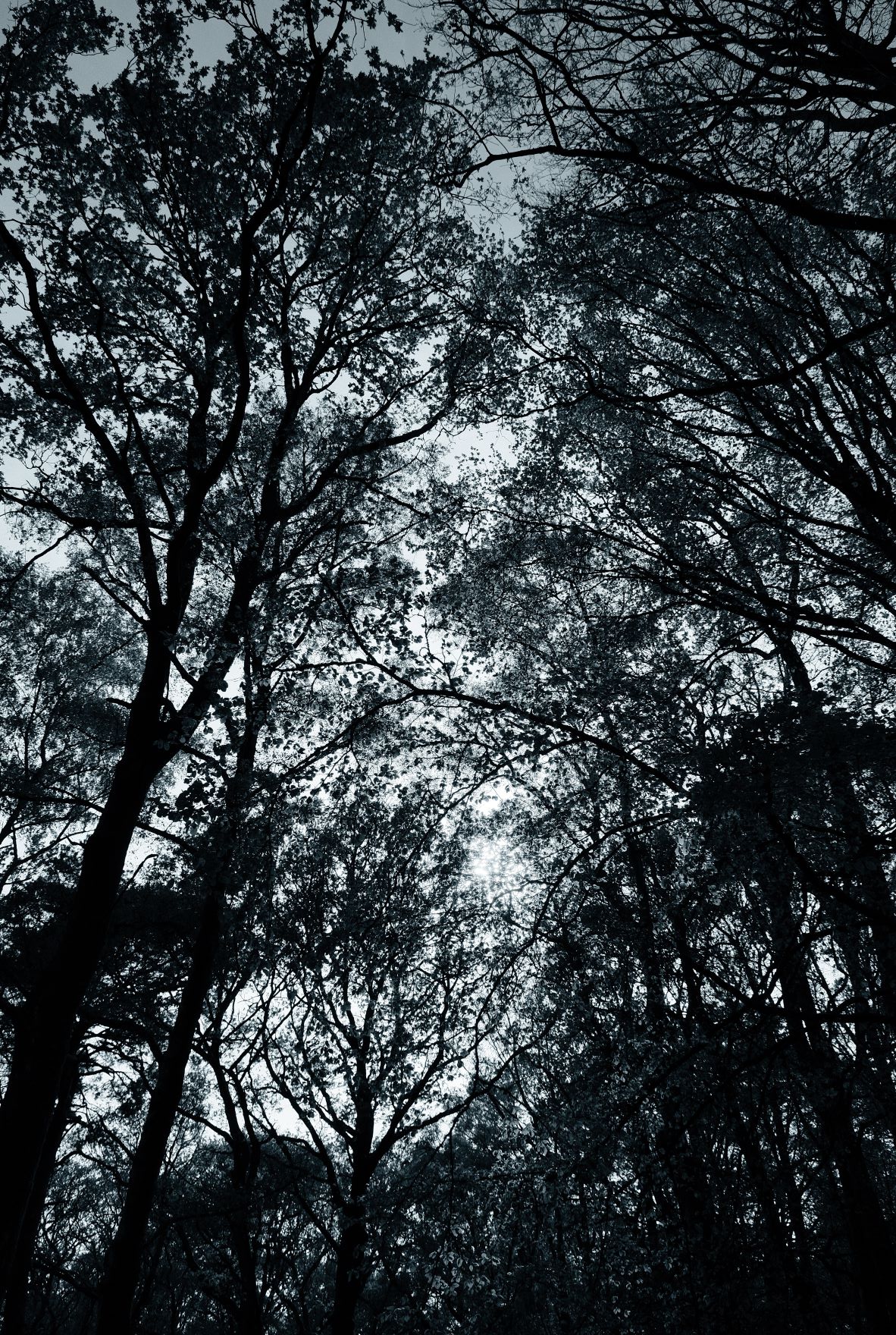 Mono Moonlight film recipe sample photo
