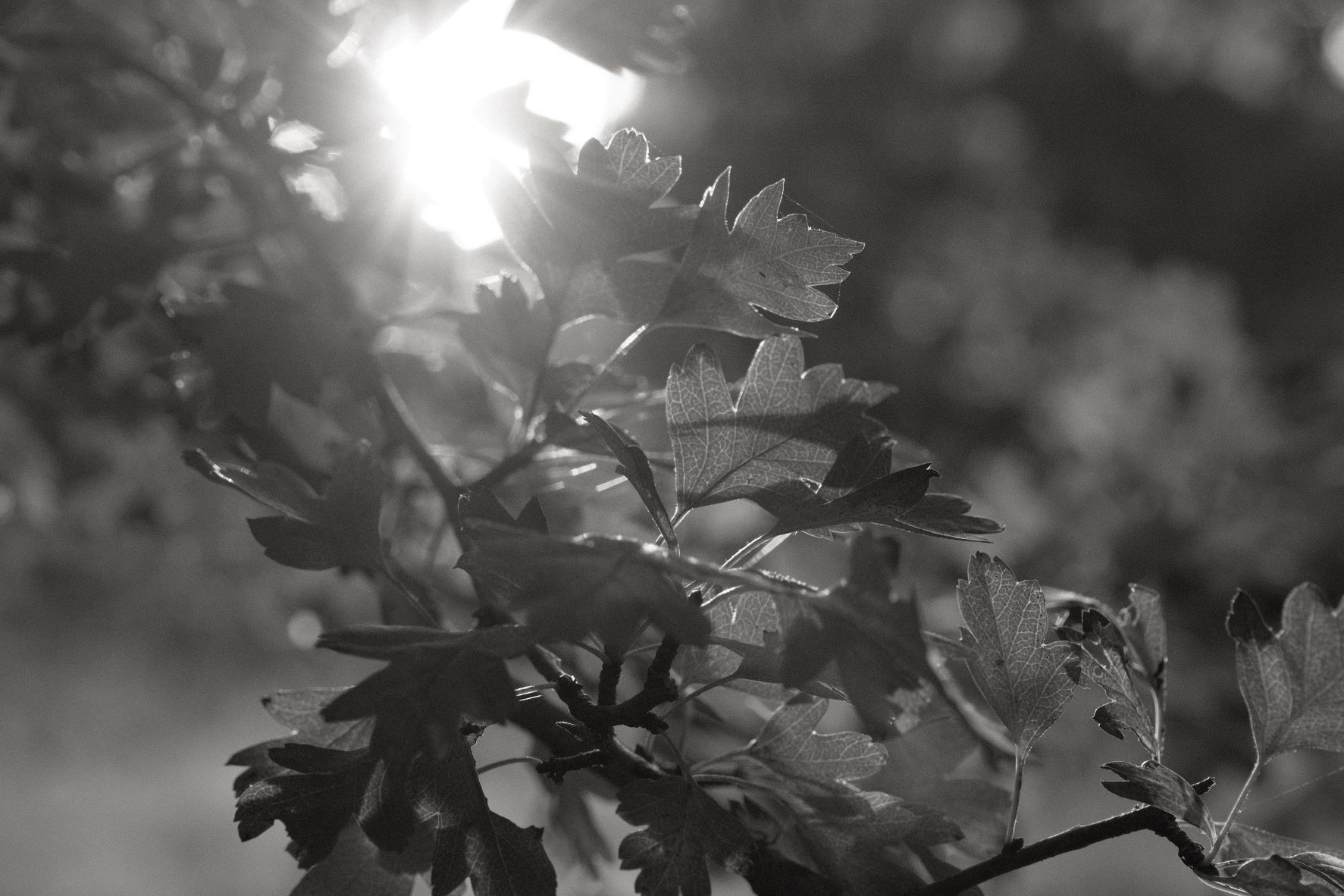 Kodachrome Mono film recipe sample photo