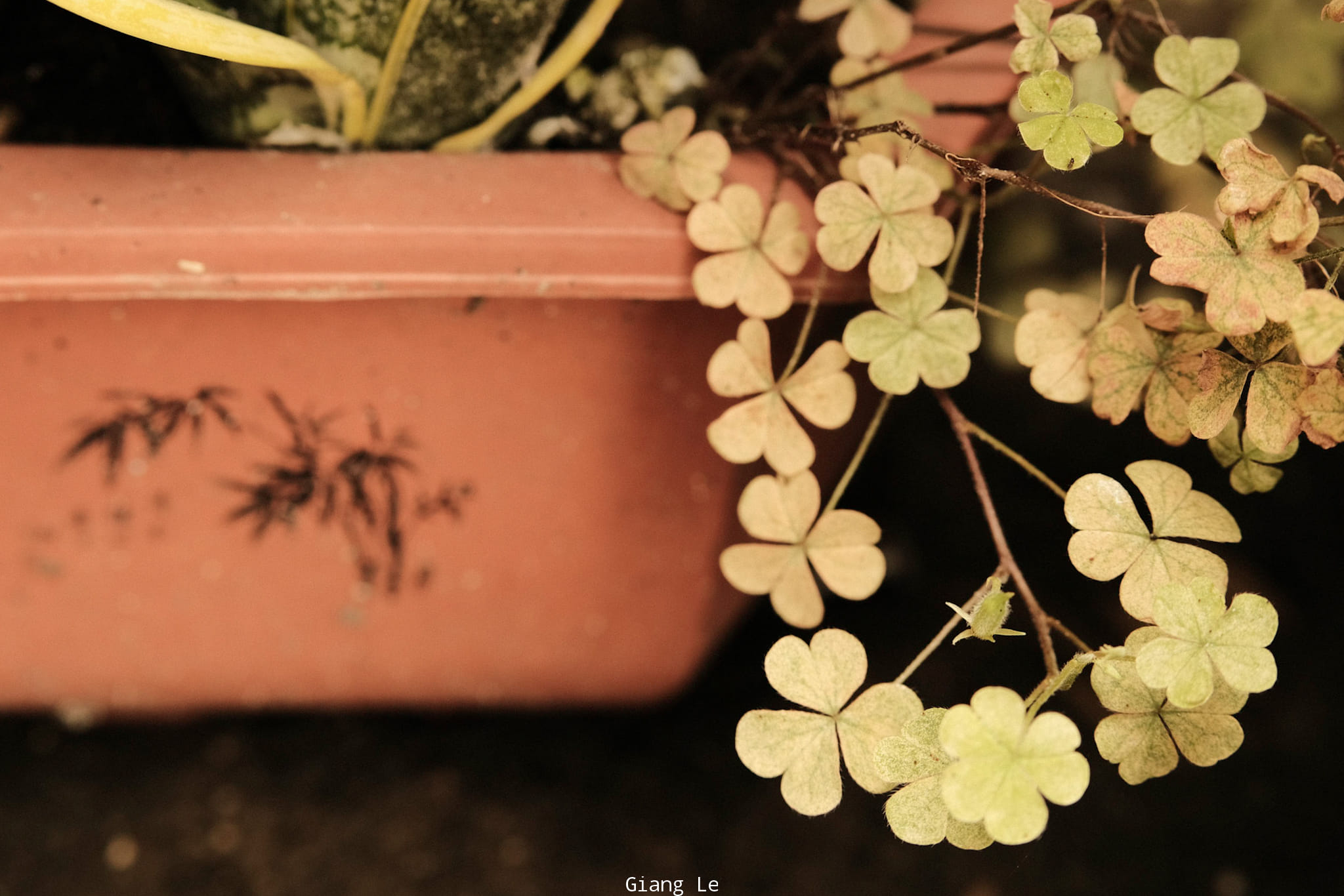 Yakisugi Green film recipe sample photo