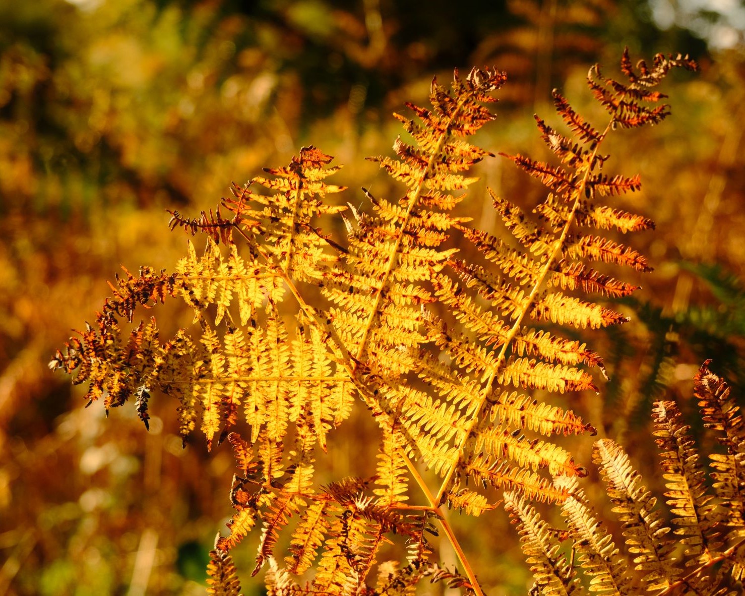Velvia Dream, Vivid Gold for Older Sensors