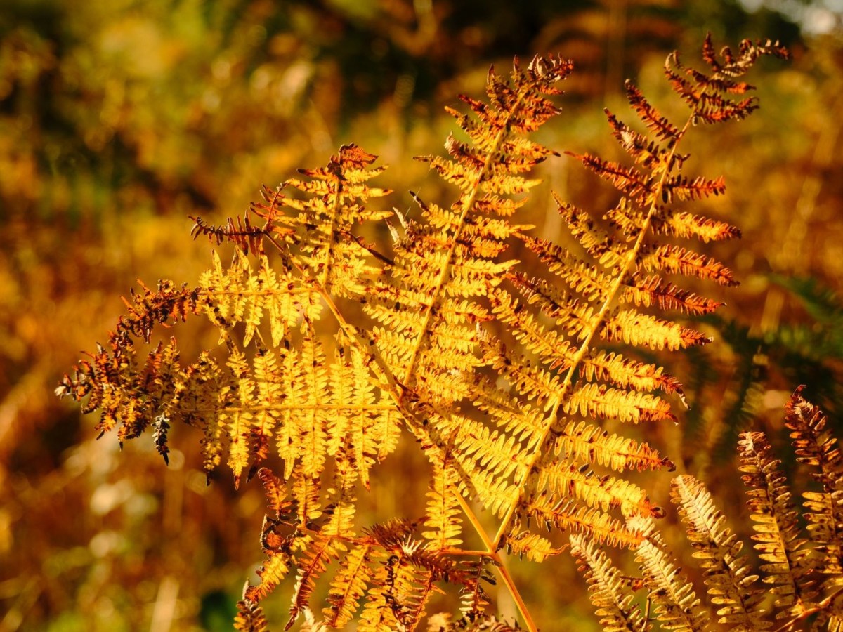 Velvia Dream, Vivid Gold for Older&nbsp;Sensors