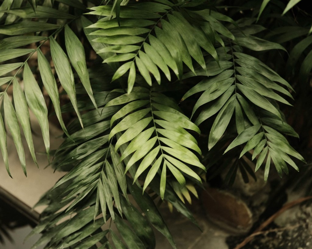 Yakisugi Green, Adapted Yakisugi Film&nbsp;Recipe