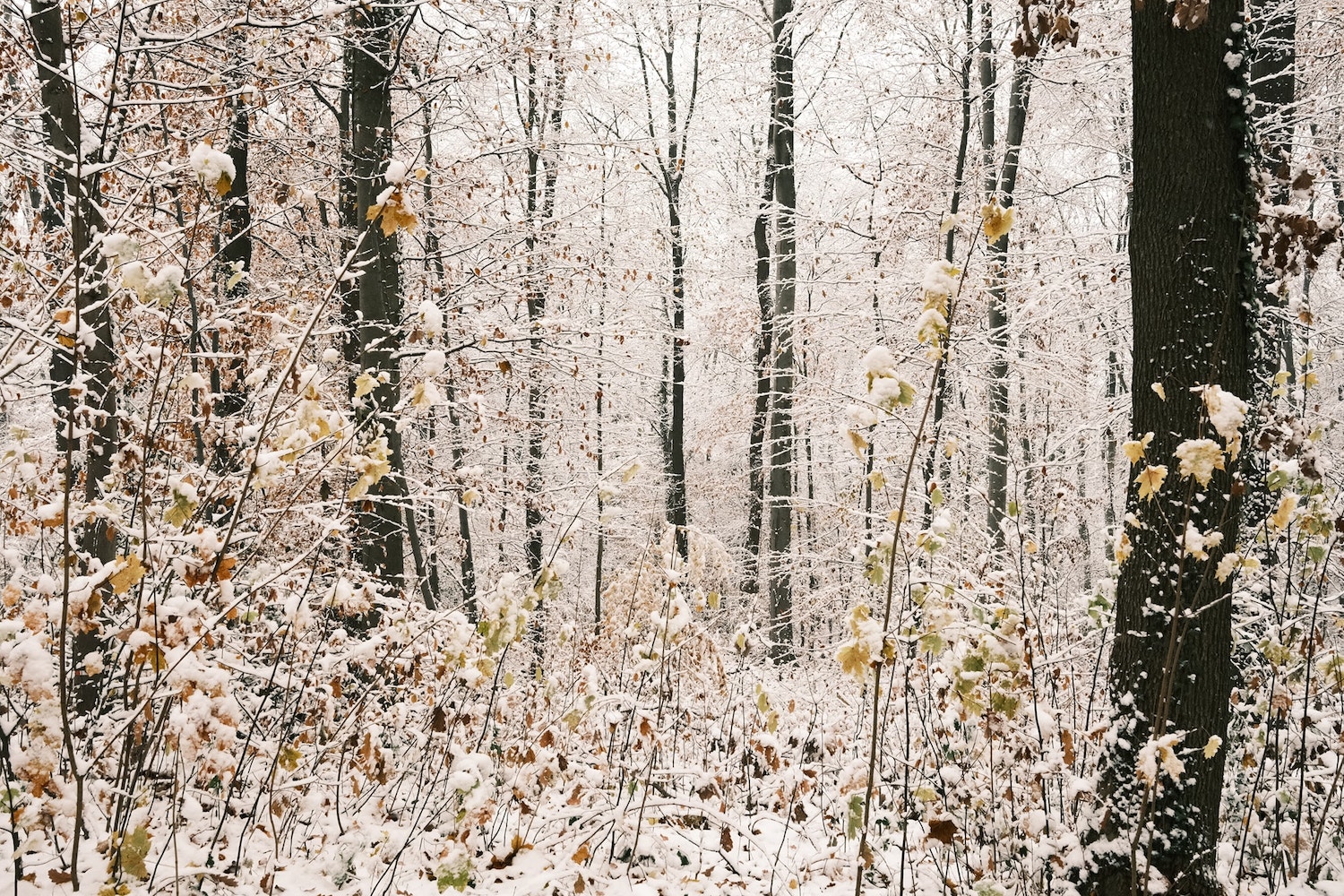 Winter Magic film recipe sample photo