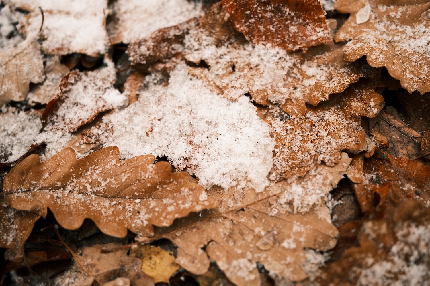 Winter Magic film recipe sample photo