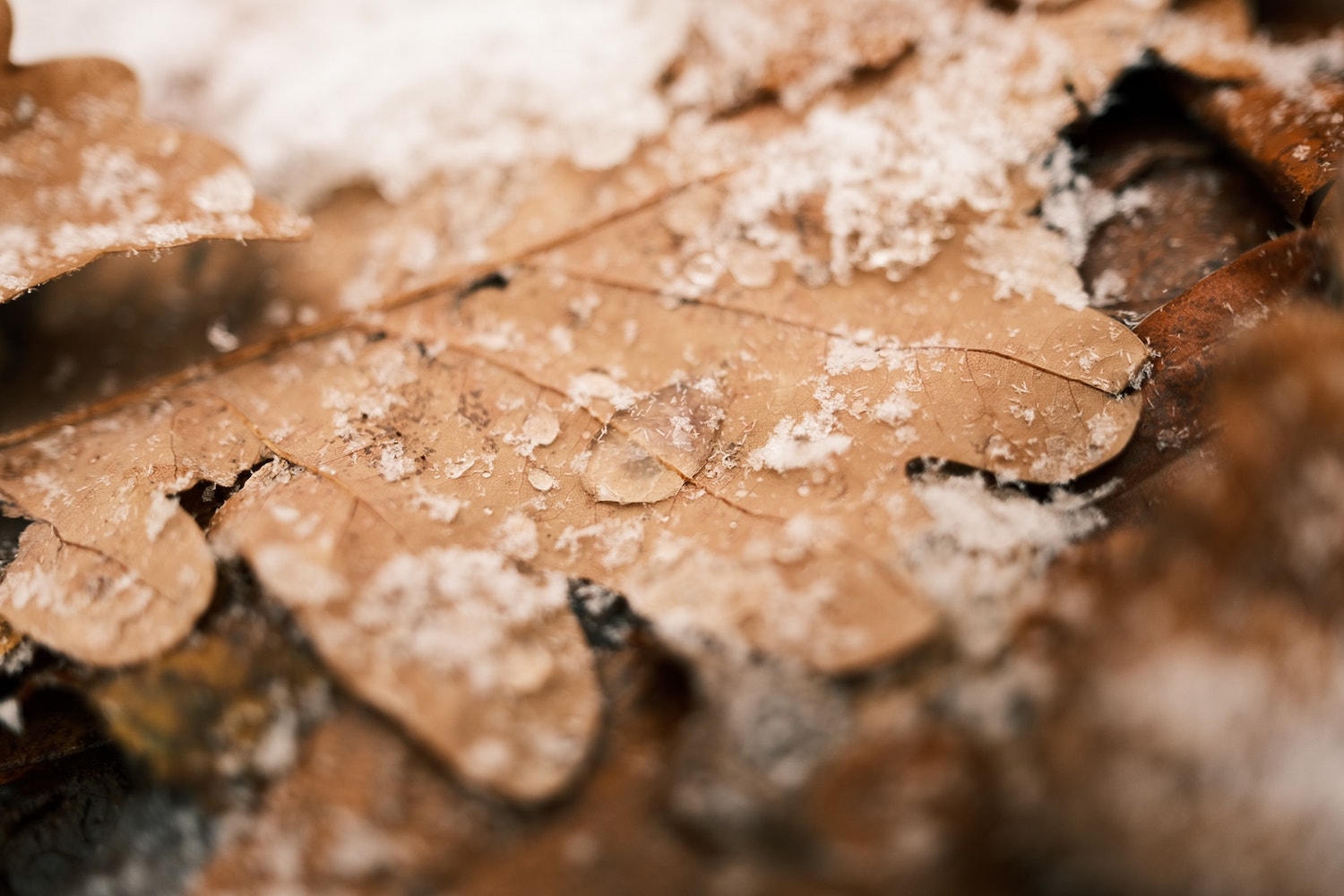 Winter Magic film recipe sample photo