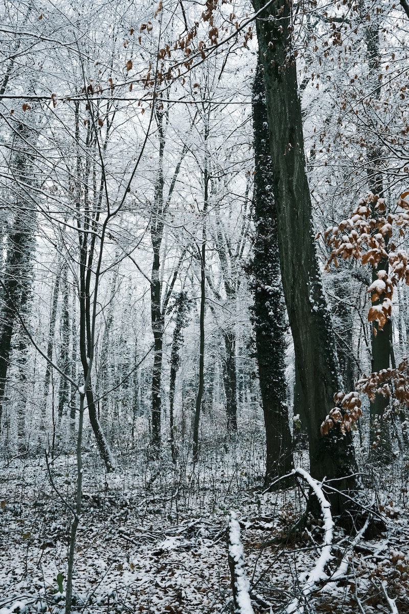 Winter Magic film recipe sample photo