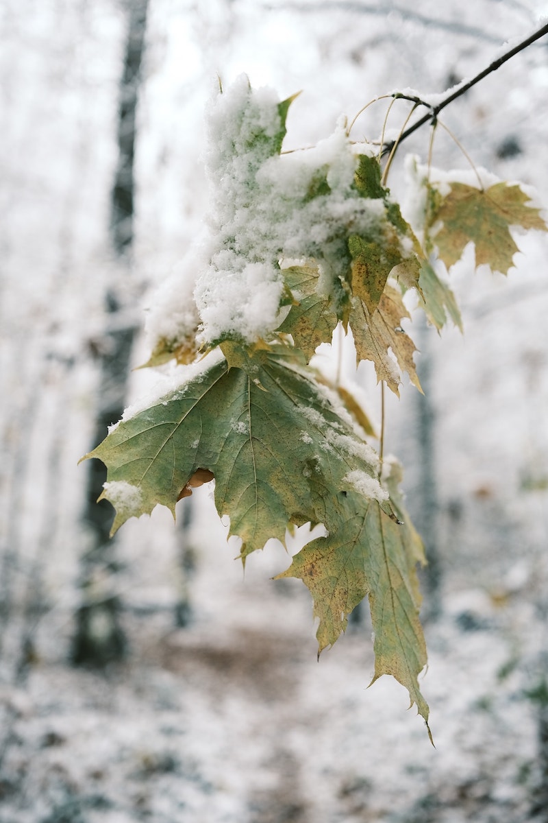 Winter Magic film recipe sample photo