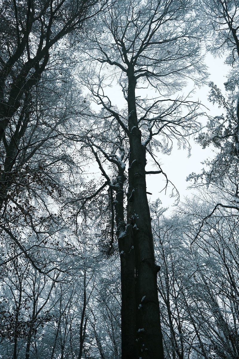 Winter Magic film recipe sample photo