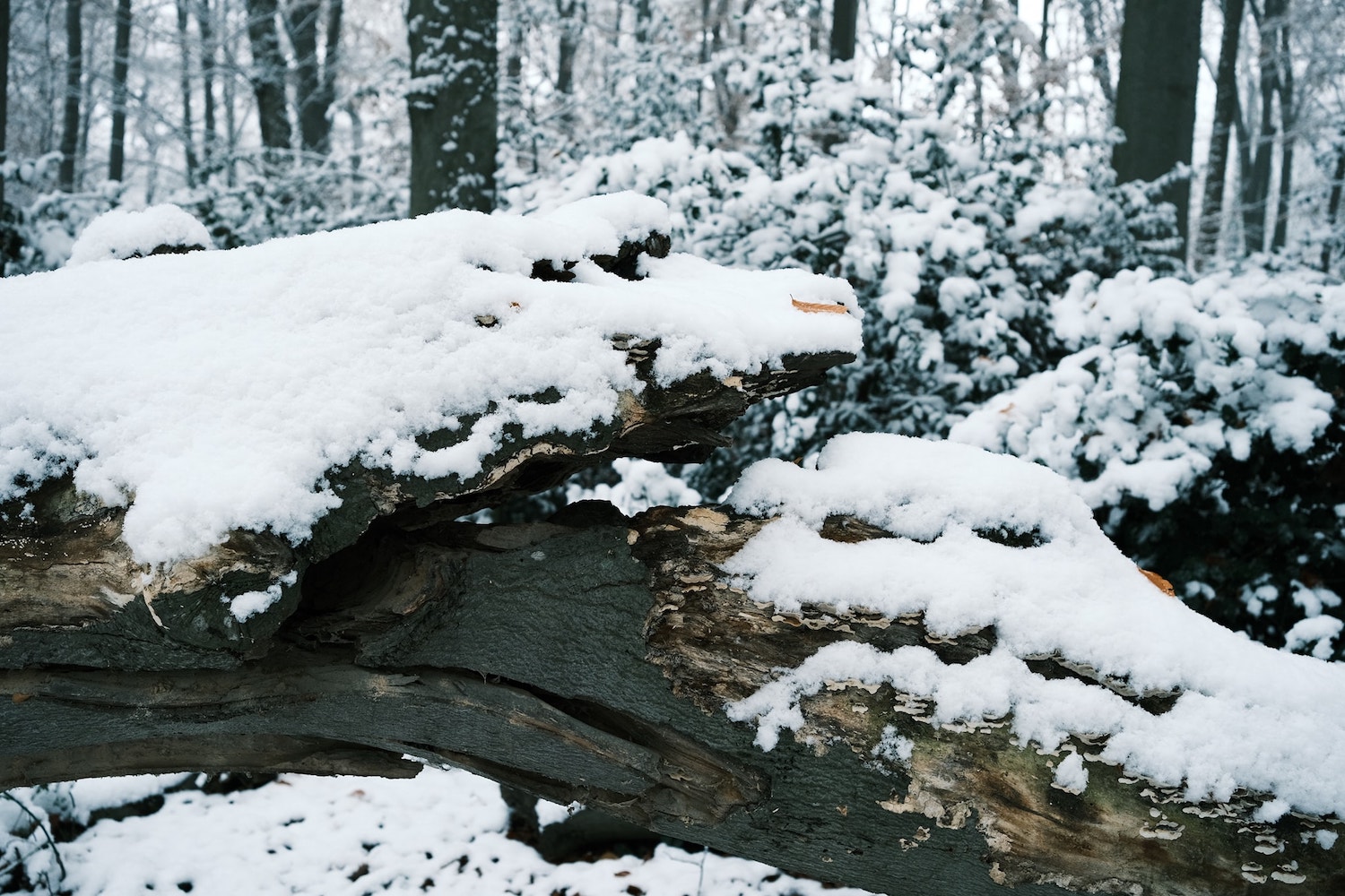 Winter Magic film recipe sample photo