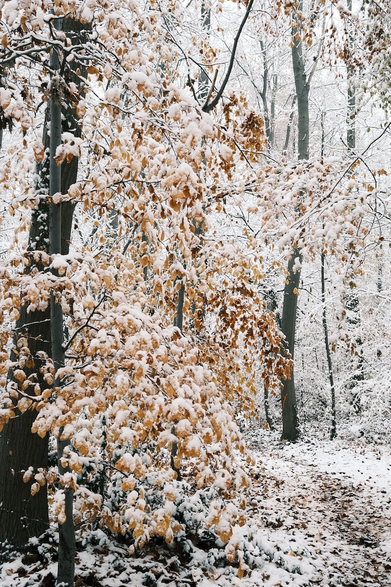 Winter Magic film recipe sample photo