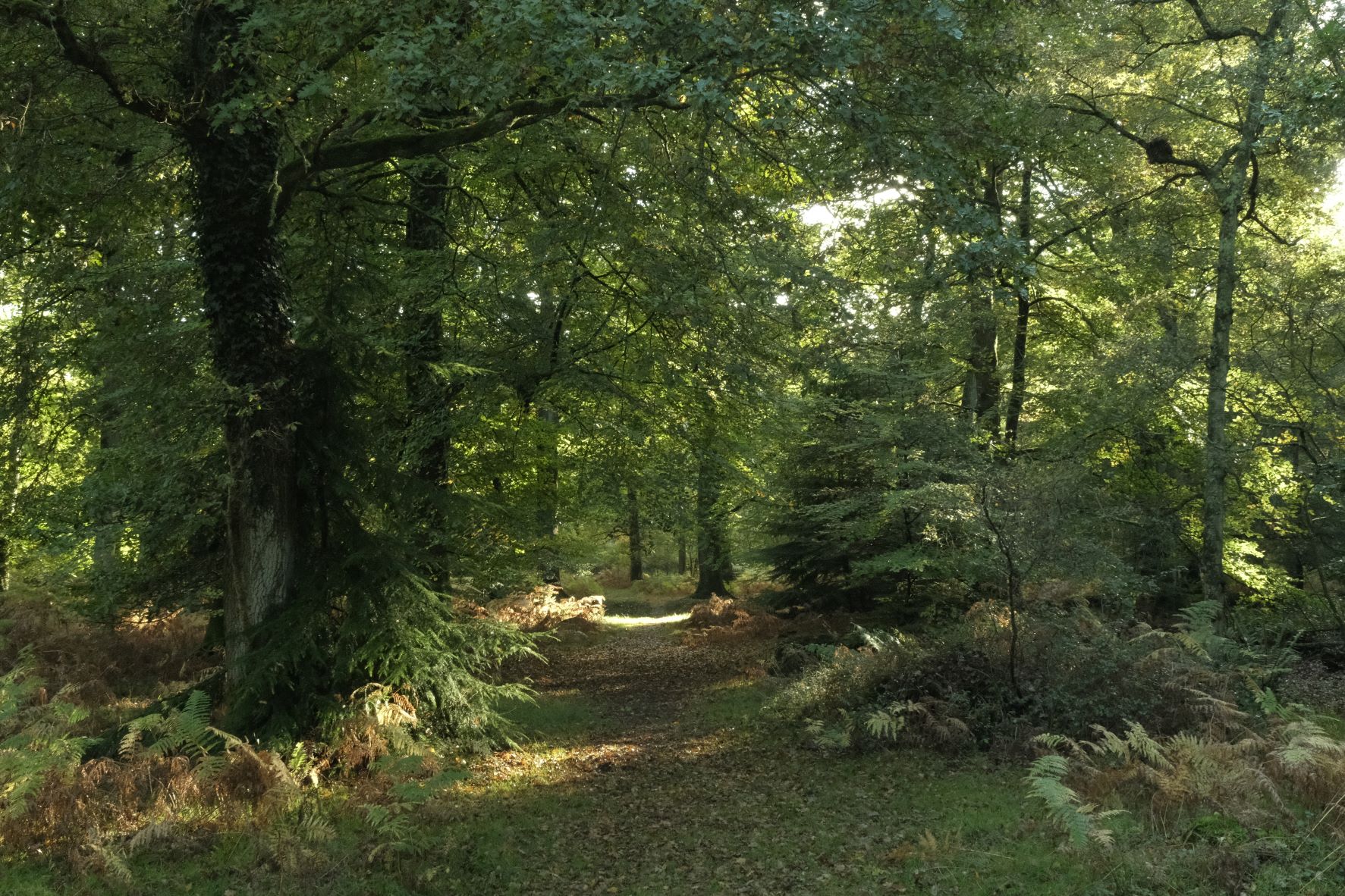 Forest Ranger film recipe sample photo