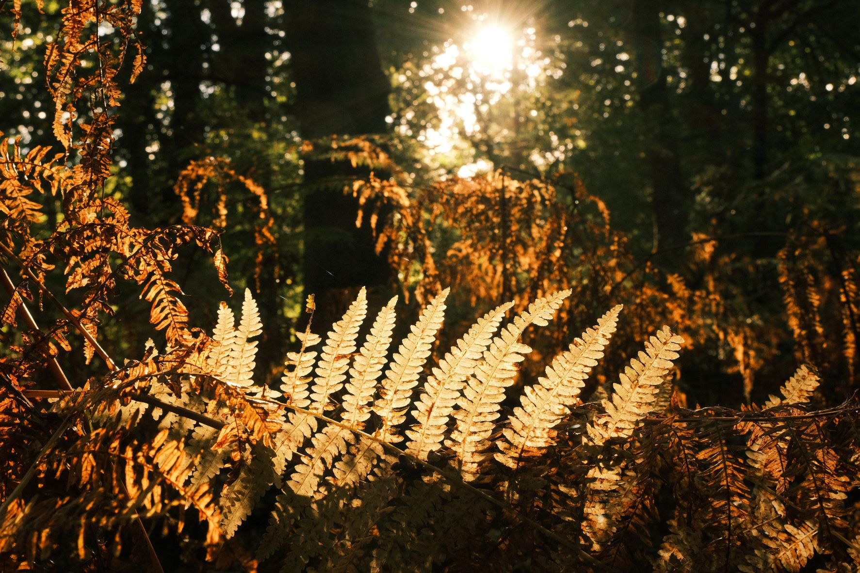Dawnstar film recipe sample photo
