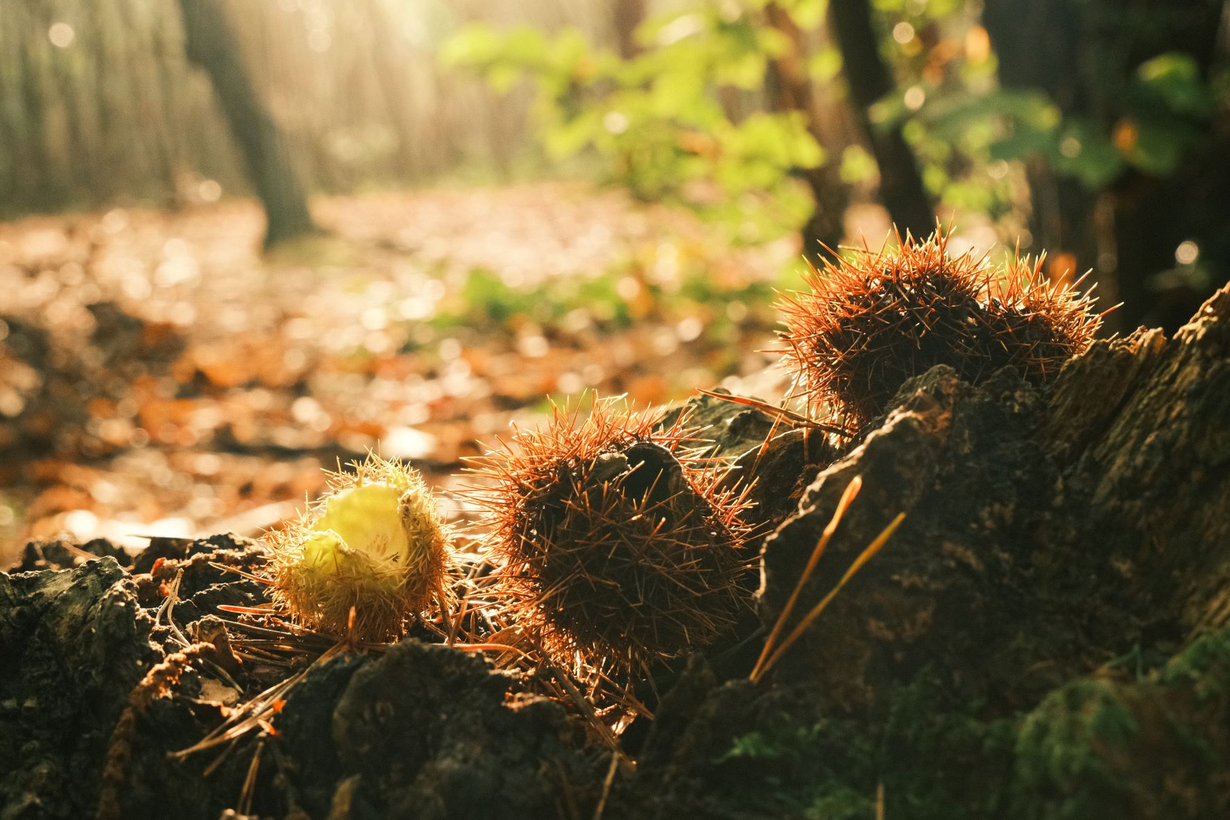 Dawnstar film recipe sample photo