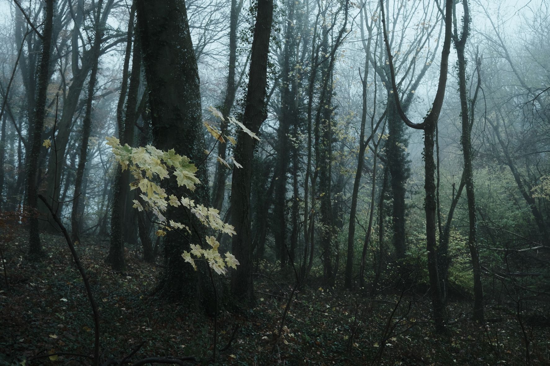 Vinterskog film recipe sample photo