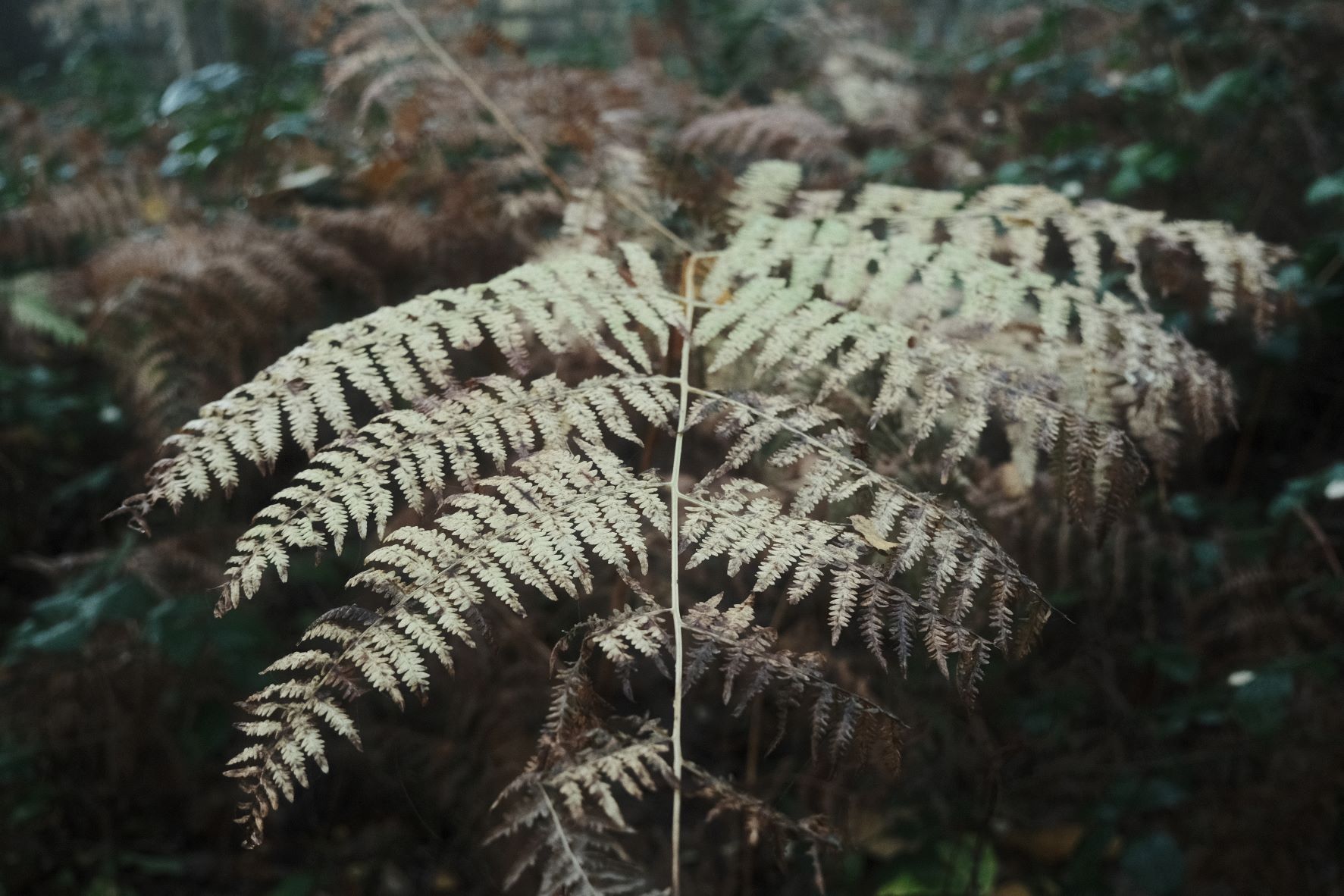 Vinterskog film recipe sample photo