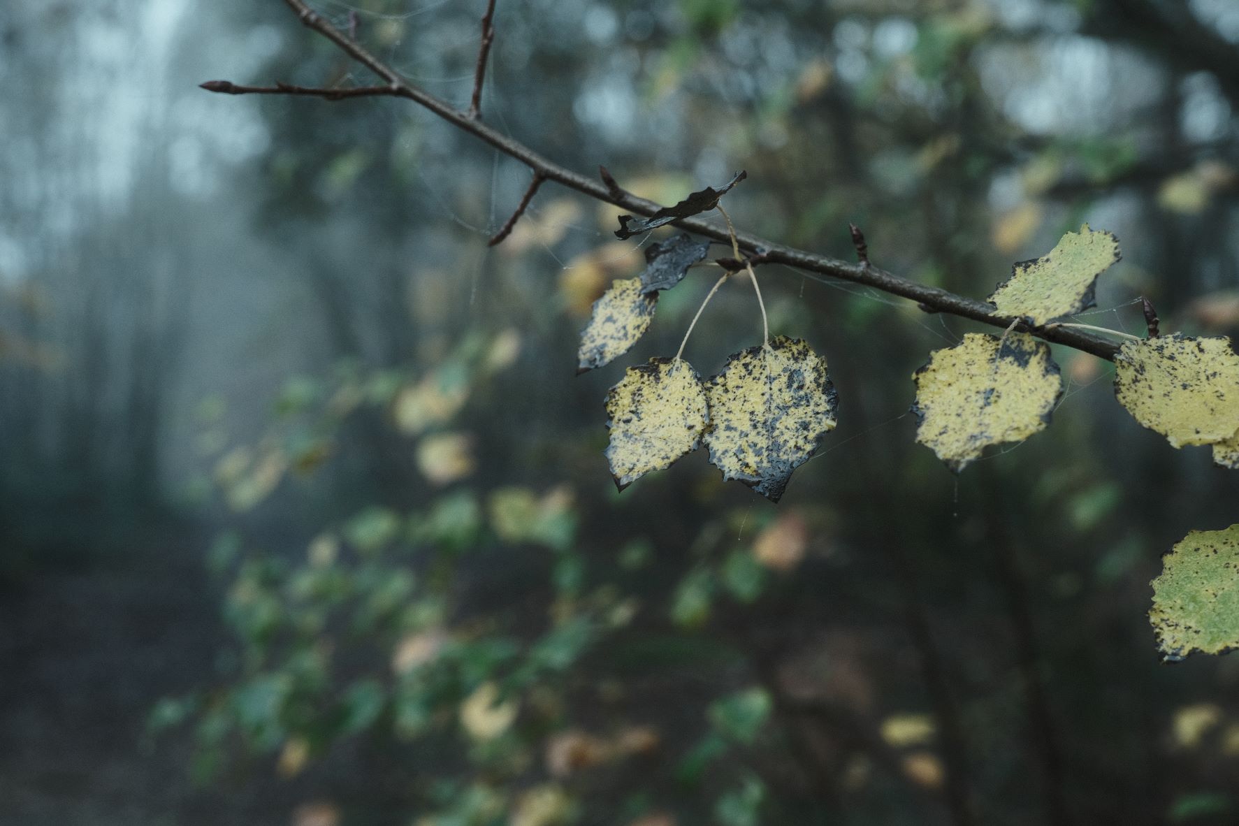 Vinterskog film recipe sample photo
