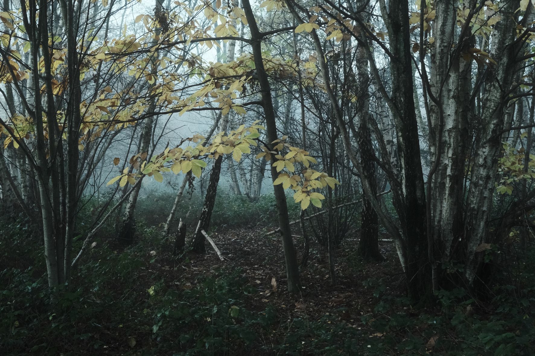Vinterskog film recipe sample photo
